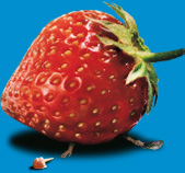 Erdbeere